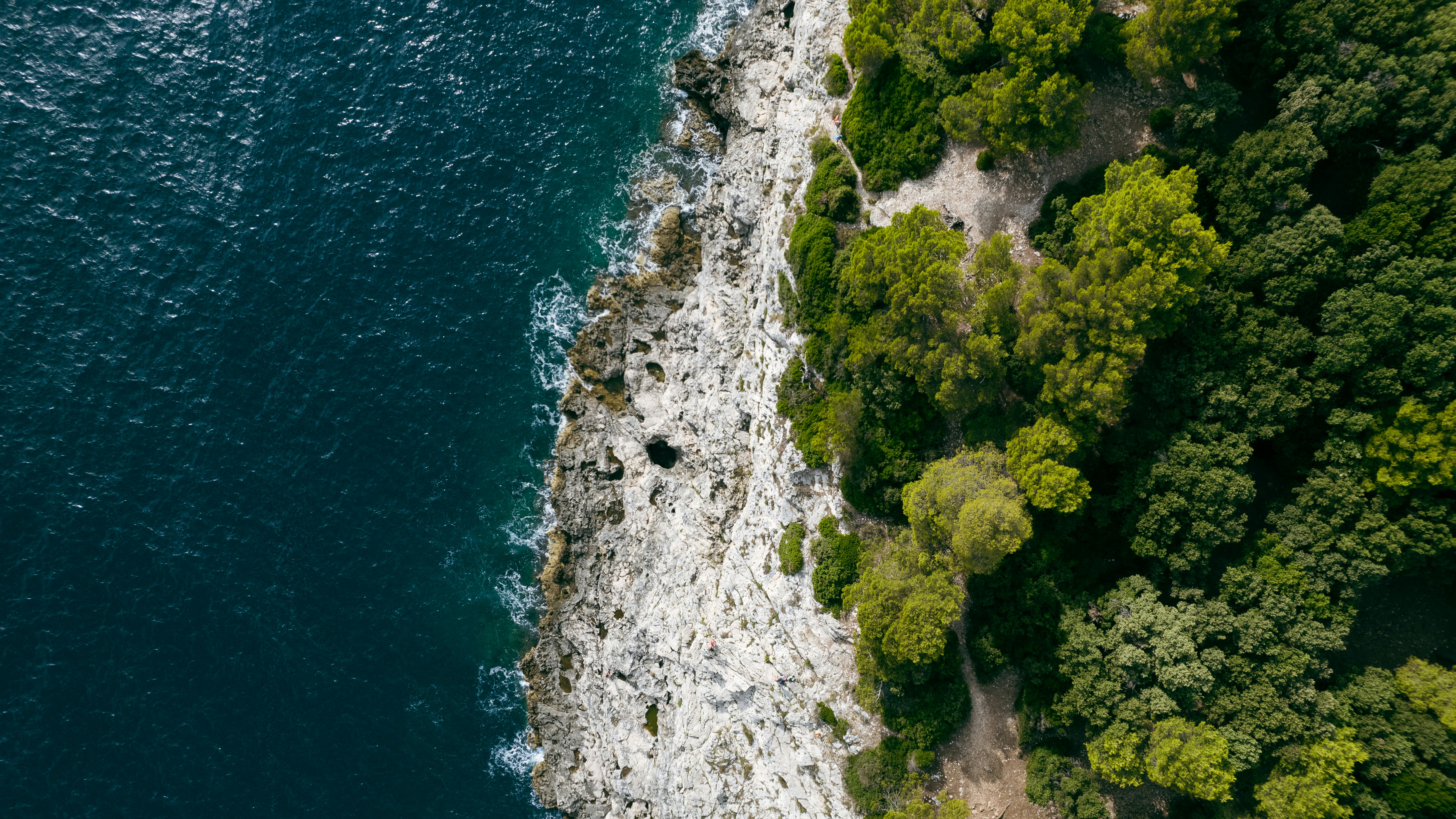 green trees on rocky shore during daytime